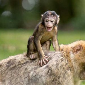 Monkey Baby