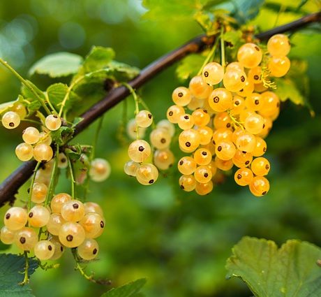 Yellow Currant