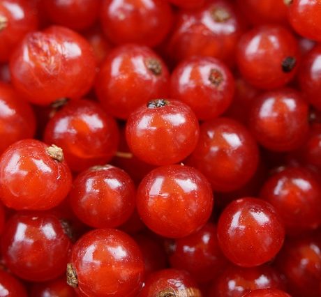 Currants