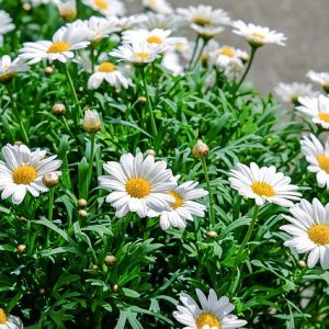 Daisies