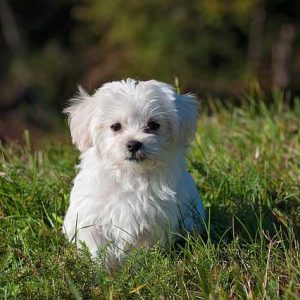 White Dog