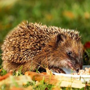 Hedgehog