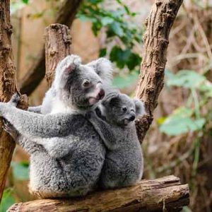 Koala