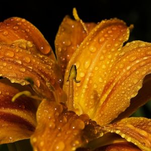 Lily