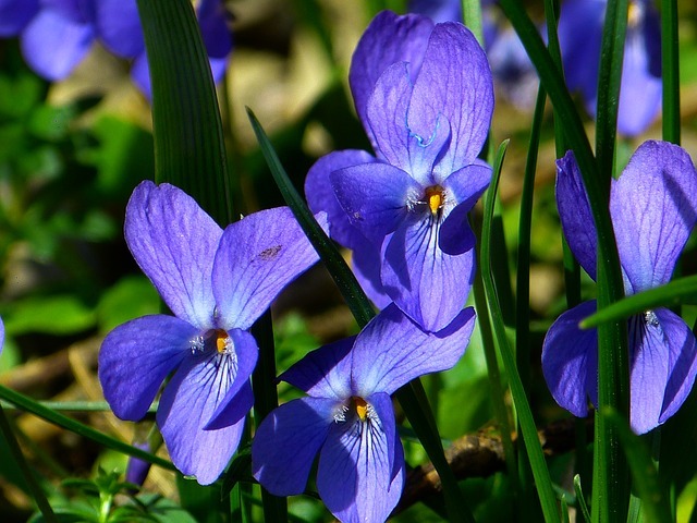 Violet Flower