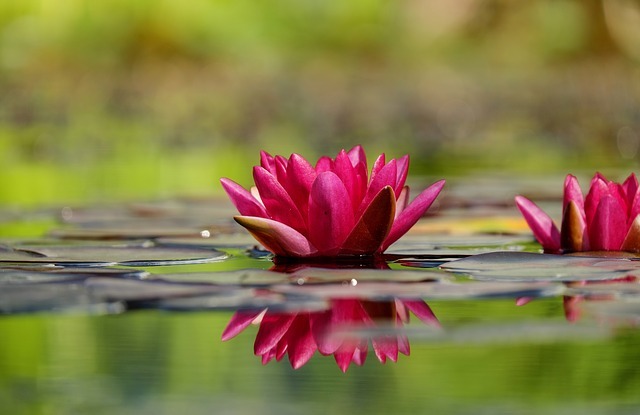 Water Lily
