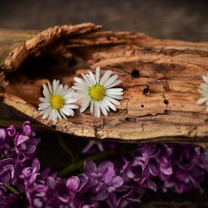 Wood Flower