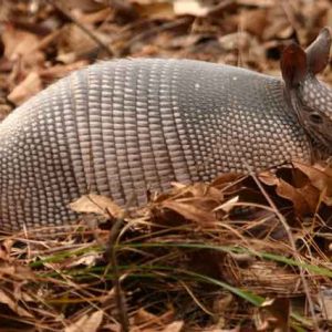 Armadillo