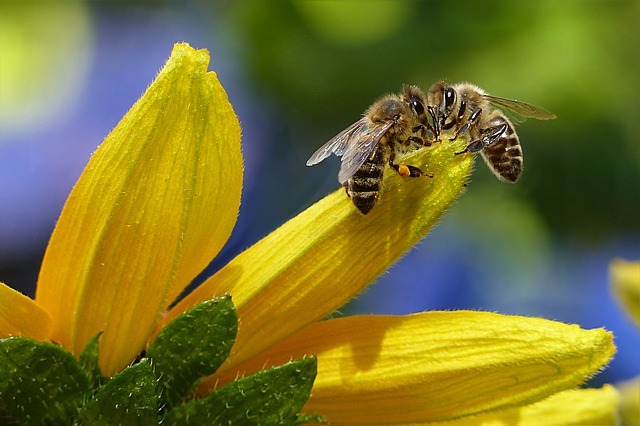 Bee