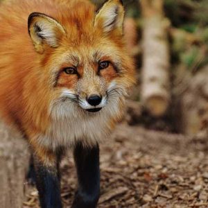 Fuchs