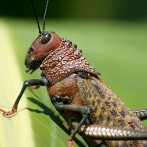 Grasshopper