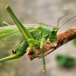 Green Grasshopper