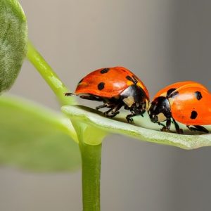 Ladybird Beetle