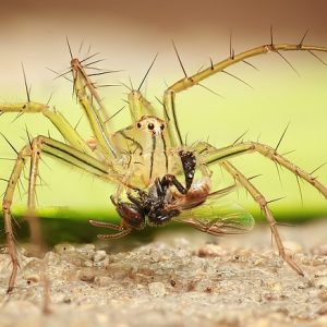 Spider