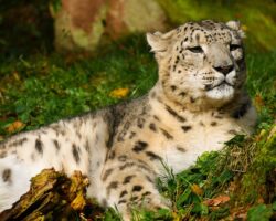 Animal World Tiger