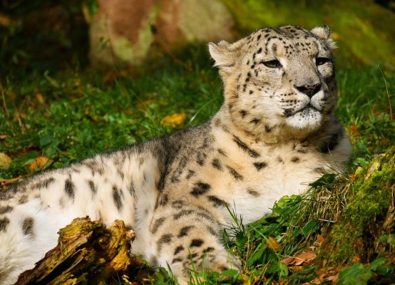 Animal World Tiger