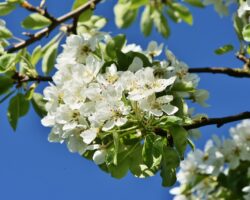 Apple Blossom