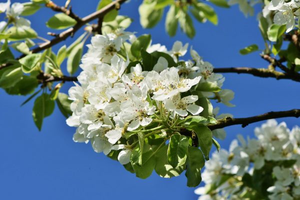 Apple Blossom