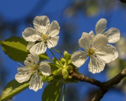 Cherry Blossom