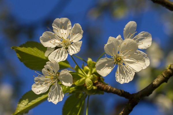 Cherry Blossom