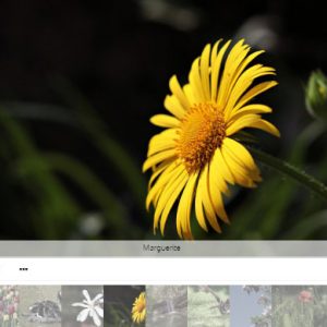 jGallery Script