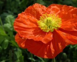 Klatschmohn