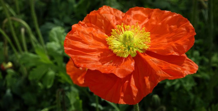 Klatschmohn