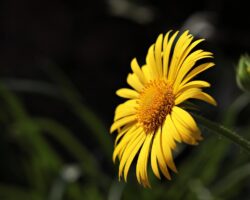 Marguerite