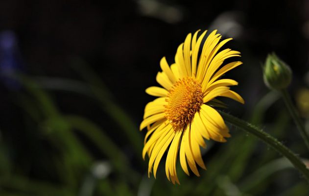 Marguerite
