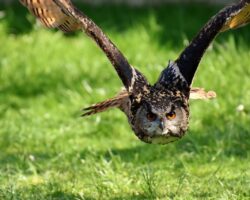 Owl