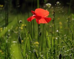 Poppy