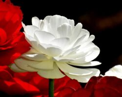 Ranunculus