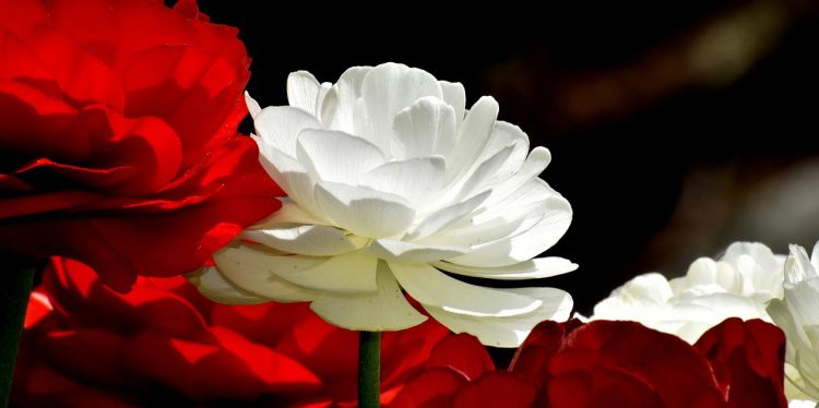Ranunculus