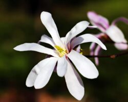 Star Magnolia