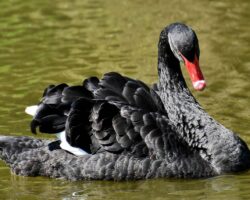Swan
