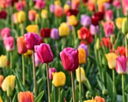 Tulip