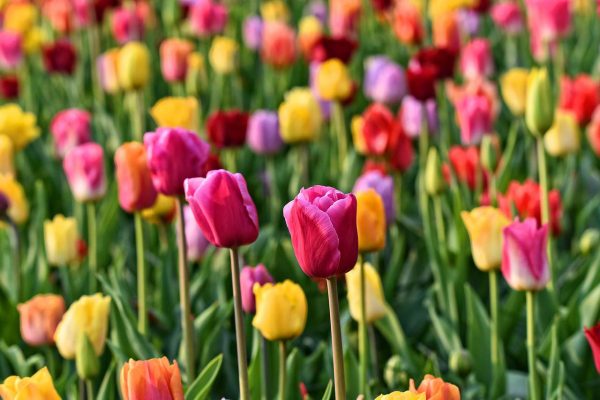 Tulip